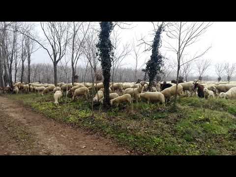 Transumanza invernale