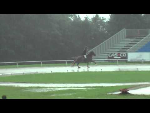 Tígull vom Kronshof, WK11T1