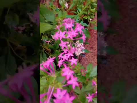 #flowers #beautifulflowersintheworld