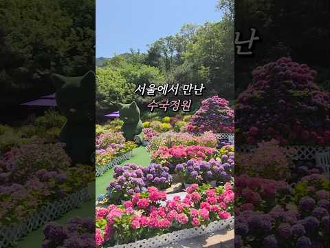 서울에서 수국을 볼 수 있는 곳 불암산힐링가든 수국정원 데이트 아이랑갈만한곳