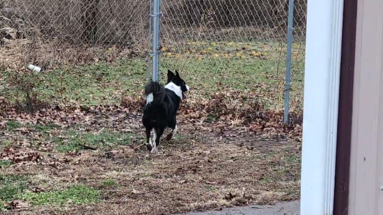 Enlarge Simba, an adoptable Border Collie in Carthage, IL video 6/6