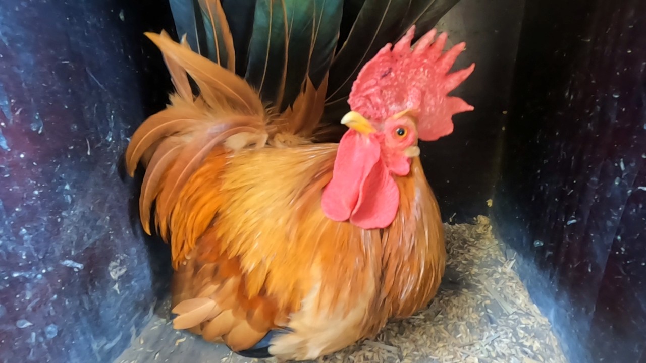 あんたが産むんかいっ！？産卵箱を占拠するオス鶏との攻防… 350話目