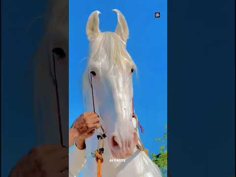 The Golden Horse That Shines Like Metal | World’s Rarest Akhal-Teke Breed Explained!