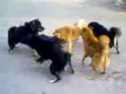 Quarreling Street Dog For Mating