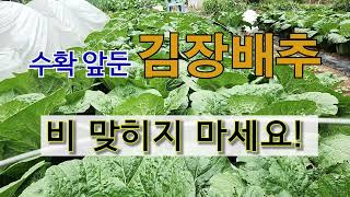 수확 앞둔 김장 배추 비 맞히지 마세요! #주말농장  #김장 배추 가꾸기