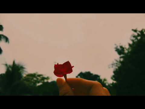 Flower 🫶😊#viwes #subscribe #like #fahmida