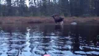 preview picture of video 'Une femelle original s'approche d'un chasseur en kayak!'