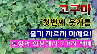 [텃밭농부 1,986]  고구마 밭에 1차 웃거름 주는 방법. 줄기는 자르지 마세요! #고구마재배