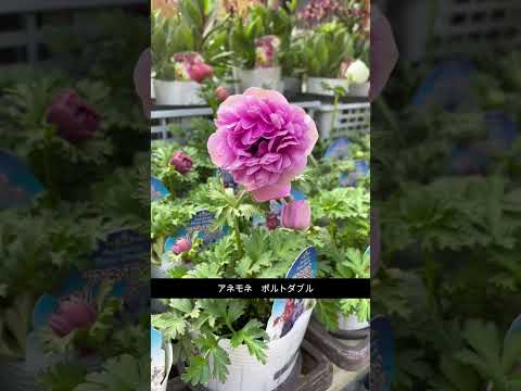 園芸 レッドラベルのダリア