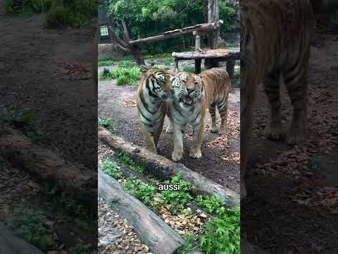 Les tigres sont fascinants