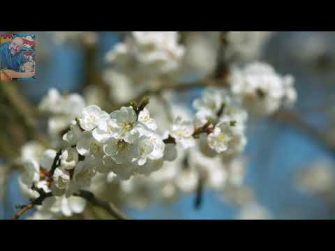 يا زهرة في خيالي أداء طوني بطرس (ساكسافون).