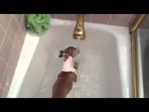 Italian Greyhound Bath Attack