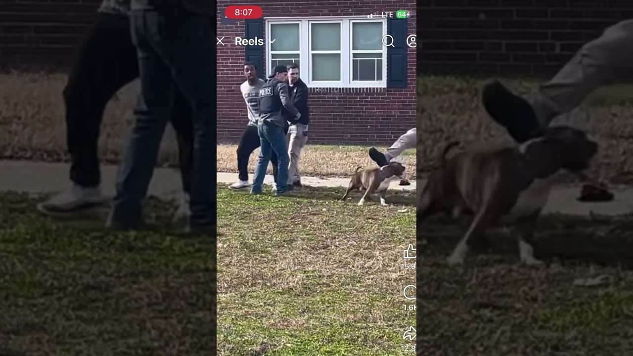 Pitbull protects owner 😳