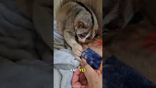 Download lagu Slow Loris: The Cutest Venomous Animal on Earth #slowloris #animals #wildlife mp3 Download lagu Slow Loris: The Cutest Venomous Animal on Earth #slowloris #animals #wildlife mp3