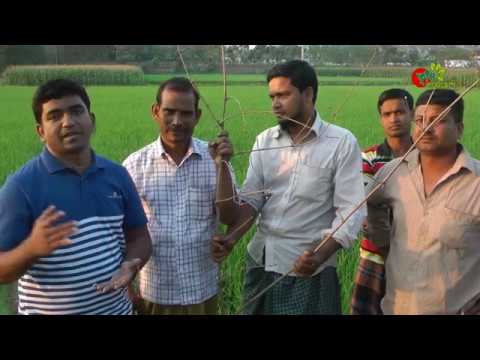 পার্চিং - পোকা দমনের সহজ ও চমৎকার একটা প্রযুক্তি- Perching -effective Insect control technology