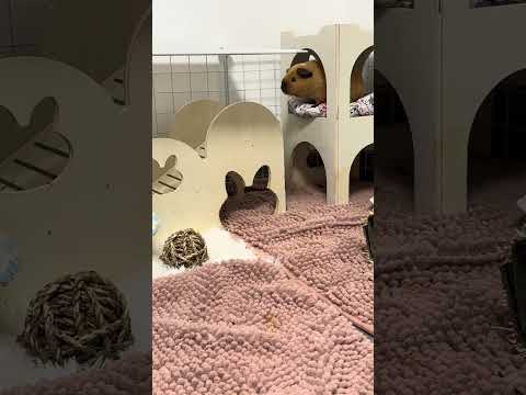 playful guinea pig clips