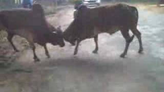 preview picture of video 'Bull fight on road - Dog the refree'