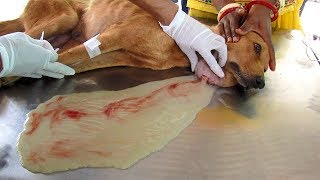 Huge abscess drained to save mother dog