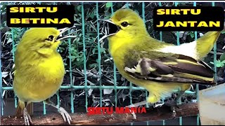 Download lagu 'Auto Bakal Gacor Dan Emosi' Mendengar Suara Sirtu Cipoh Jantan Dan Betina♂️ mp3