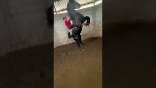 cavalo brabo demais