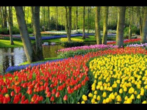 Keukenhof park beautiful tulips Netherlands