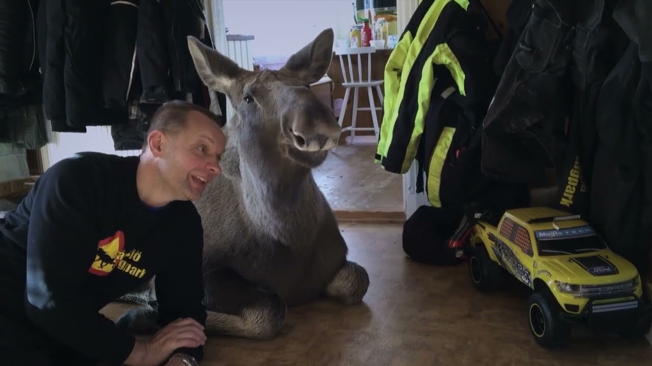 AMOOSED: A Moose Odyssey Premieres at the 29th Jihlava International Documentary Film Festival