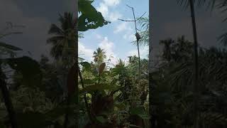 Download lagu pikat burung menggunakan burung hantu hitungan detik burung langsung mendekat mp3