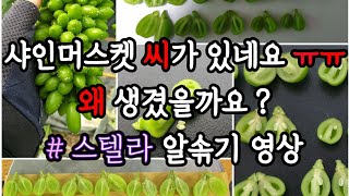 6월 샤인머스켓 씨가 생긴 이유, '스텔라' 알솎기 영상