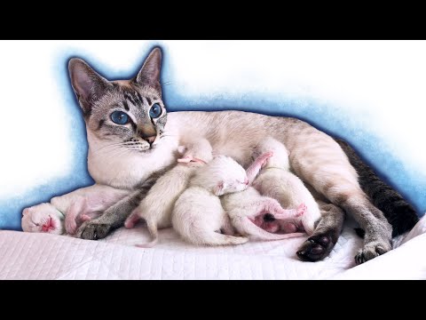 🌀Thai cat Mia with her newborn kittens | Thai kittens drink mother's milk | Traditional Siamese cats