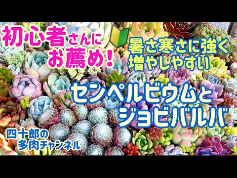 ボトリオプラナ センペリについて詳しく解説