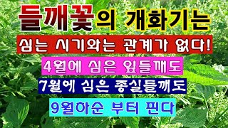 [텃밭농부 2,067]  들깨꽃의 개화싯점은 잎들깨든 종실들깨든 똑 같다! 들깨재배