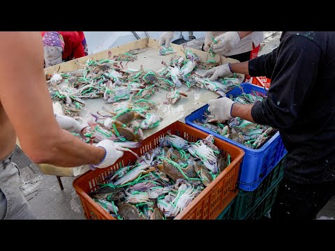 Do mar à mesa! Os frutos do mar mais frescos, vivos e abatidos, em 5 restaurantes de Taiwan
