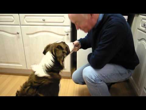 download lagu mp3 mp4 Border Collie Sensitive Stomach, download lagu Border Collie Sensitive Stomach gratis, unduh video klip Border Collie Sensitive Stomach