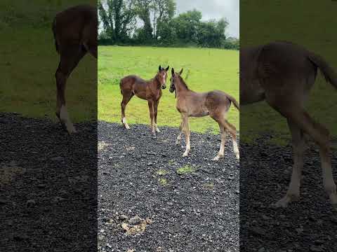 Stunning yearling filly by Tyson - Image 2