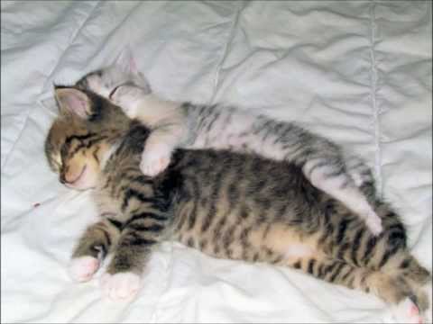 Aleksandras Makėjevas - Trokštu