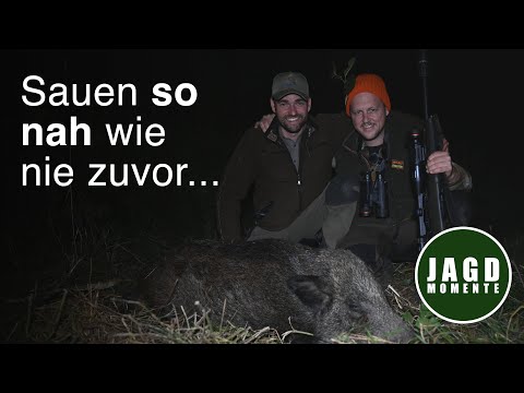 Hunting Wild Boars in the Wild East | Hunting Moments | Fascinating Wild Boars | #4