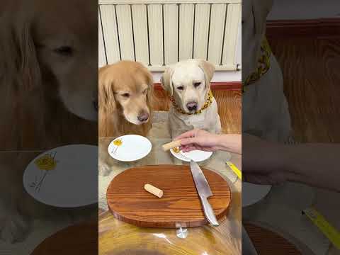 狗子：难道我是充话费送的。。。Dog: Could it be that I sent it with phone bills? . . #萌寵#寵物#搞笑#拉布拉多 #doglover