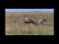 Disneynature African Cats Hunting Gazelle