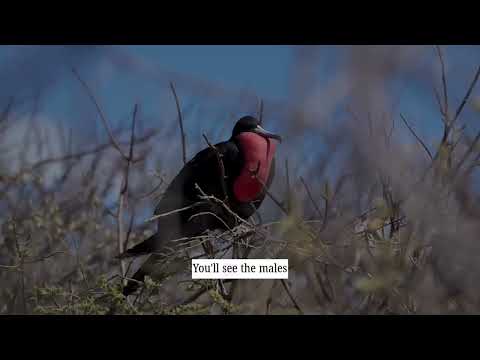 Tijeretas, Galápagos | Frigatebird lookout, trails, and unique landscapes in San Cristóbal