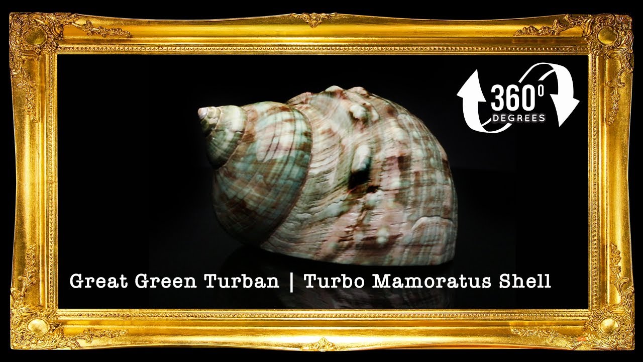 Turbo Green Burgees | Green Turbo |Turbo Mamoratus | 3 - 4 Inches