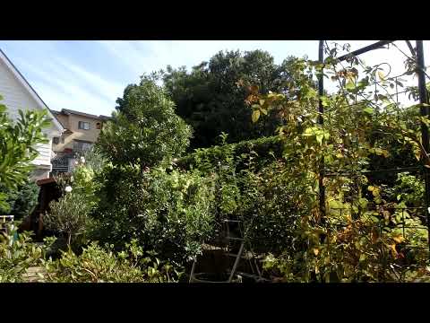 コマドリは重要な役割を果たします 環境バランス 幼虫を食べる 昆虫 ワーム