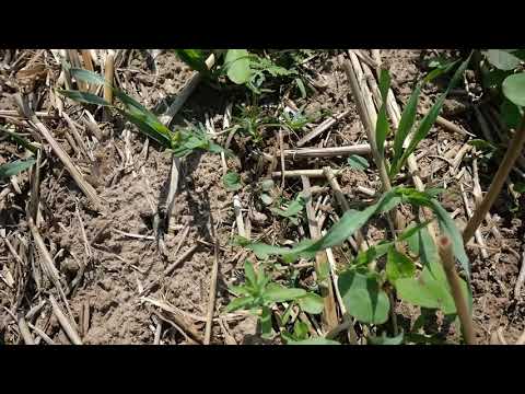 Zwischenfrucht nach Wintergerste im August 2021