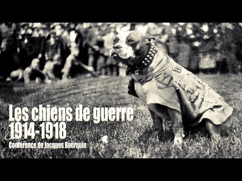 Conférence : les chiens de guerre durant la première guerre mondiale