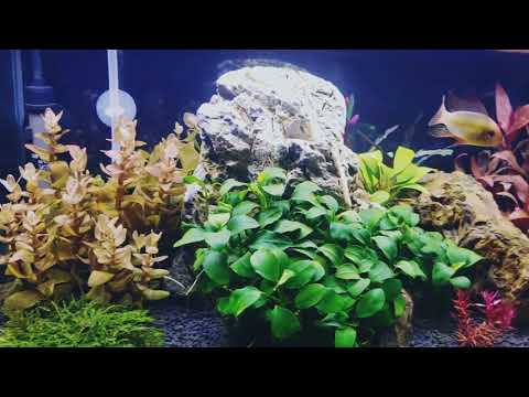 Nano Tank with Anubis Nana Petite