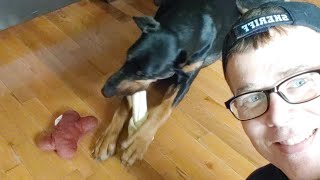 Doberman Chat LIVE