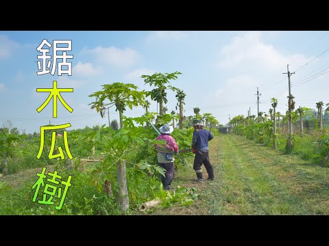 木瓜樹鋸斷