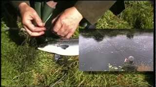 preview picture of video 'Owenea River Salmon; Where To Fish In Ireland'