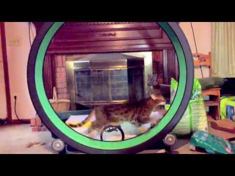 Bengal Cat, Uniqueprints Dagger of Fancidots, on One Fast Cat wheel