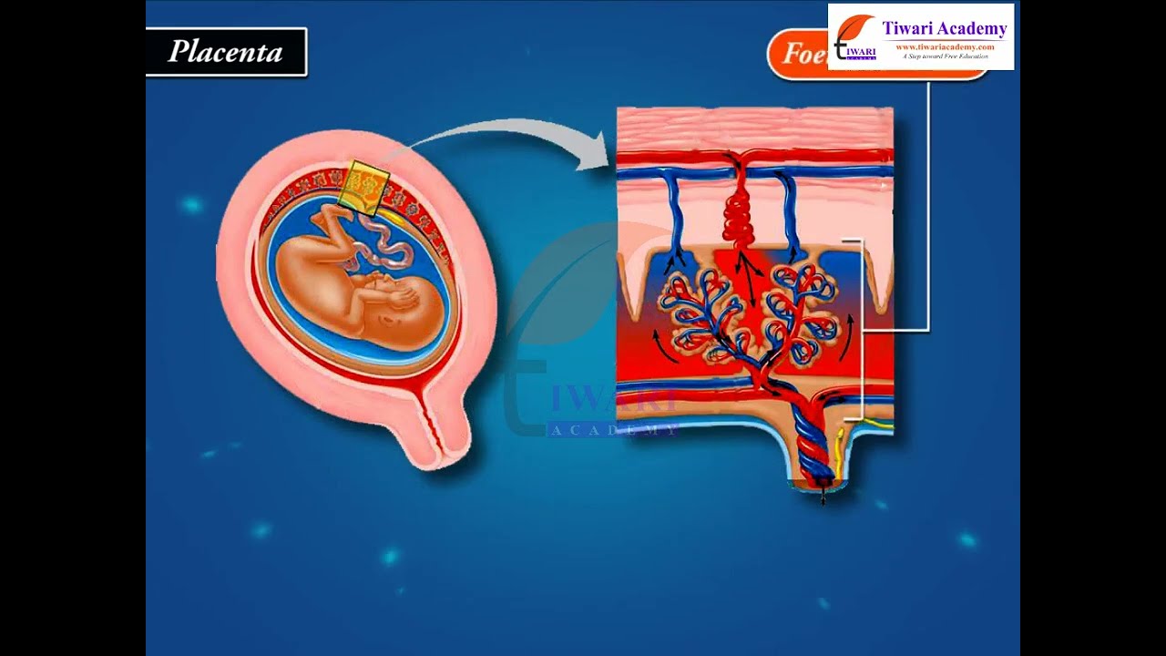 Class 12 Biology Chapter 3 Human Reproduction - Pregnancy and Embryonic Development