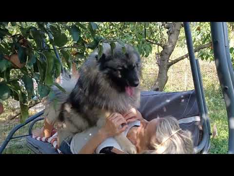 Nemecký vlčí špic Casper relaxuje